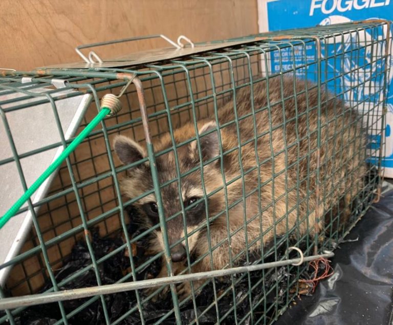 raccoon-removal-newhampshire-wildlife