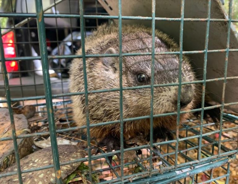 woodnuck-removal-newhampshire-wildlife