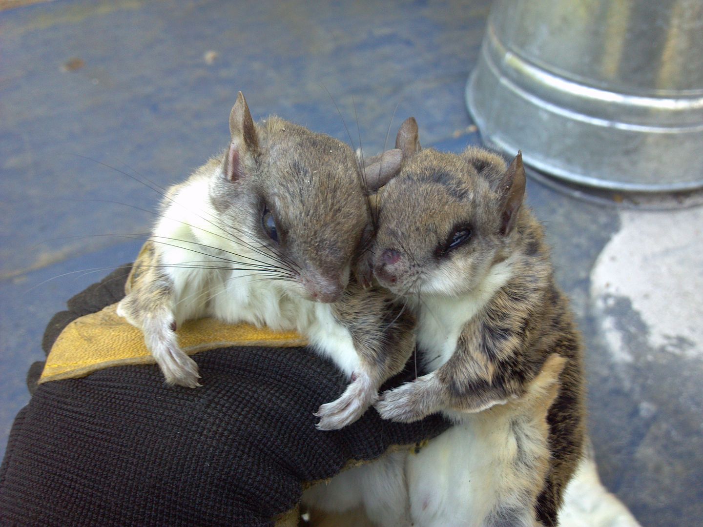 Flying Squirrel Removal Wildlife Removal New Hampshire