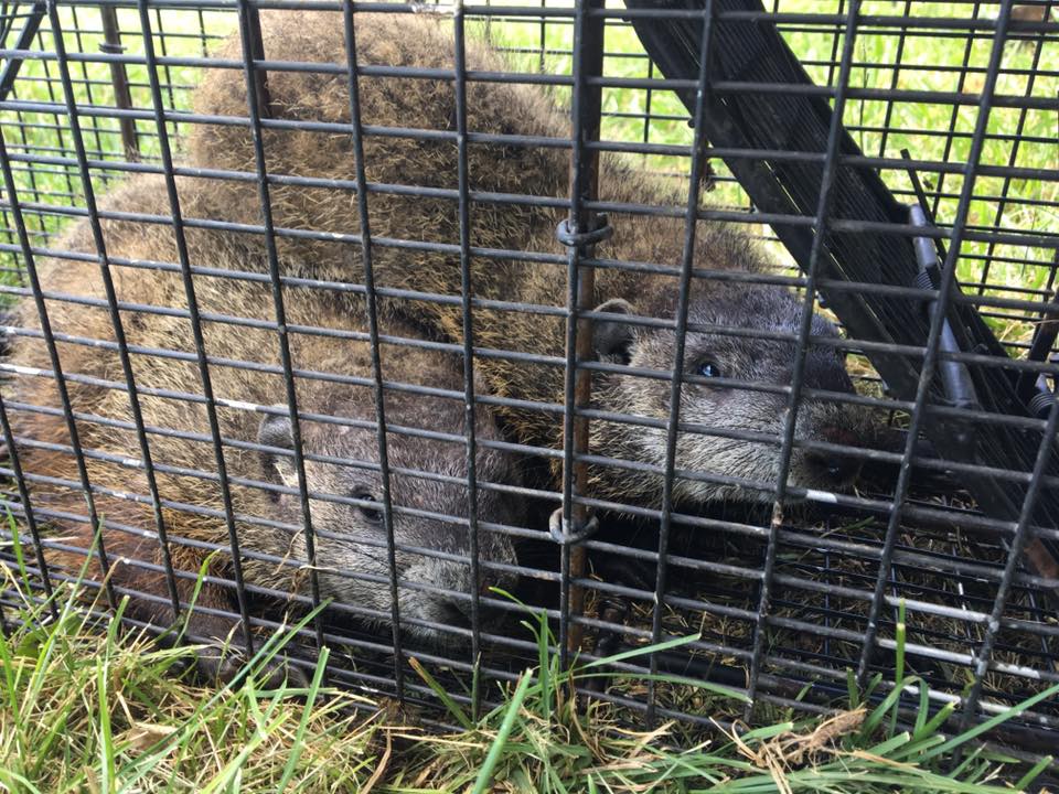 How to trap and remove problem woodchucks in New York, Woodchuck