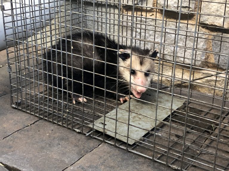 opossum control