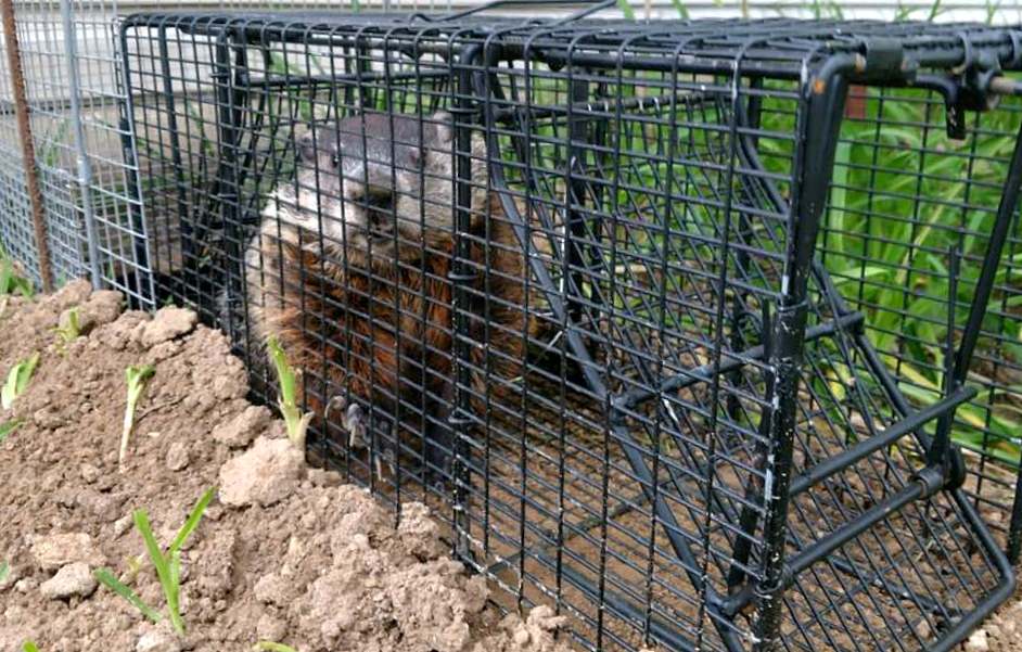 woodchuck removal